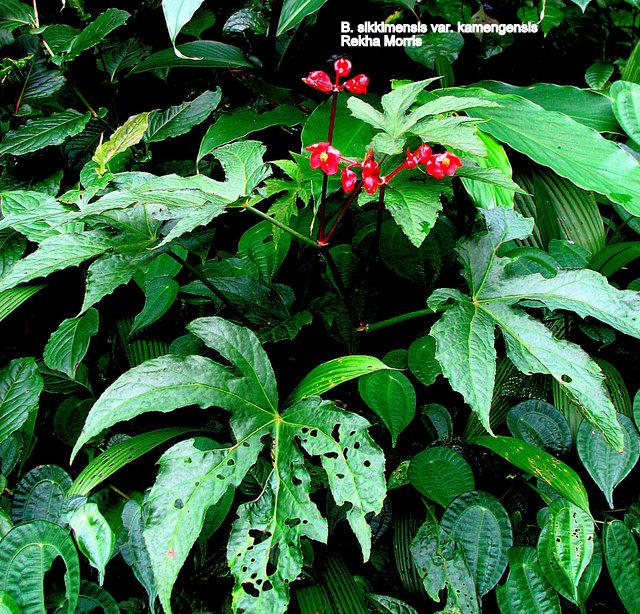 B. sikkimensis var. kamengensis